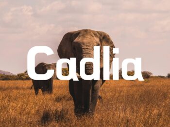 Cadlia