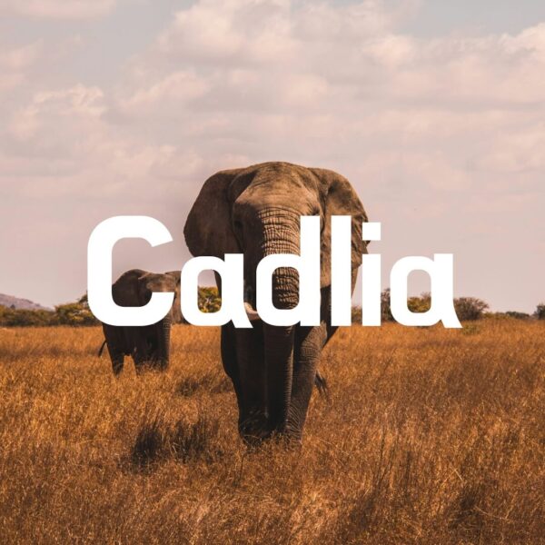 Cadlia