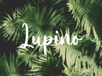Lupino